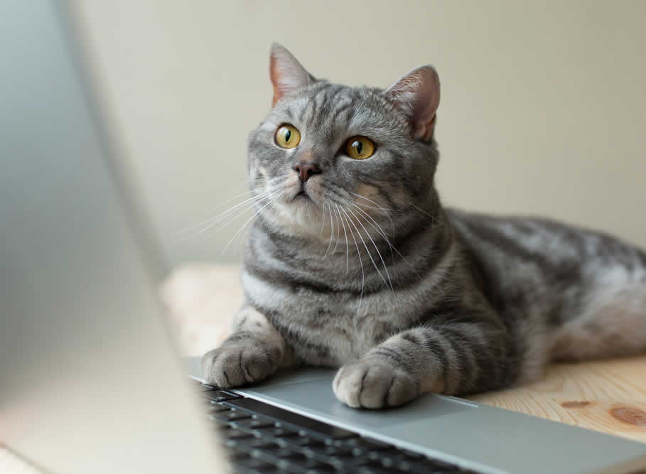 Computer Display Tips Even Your Cat Can Love